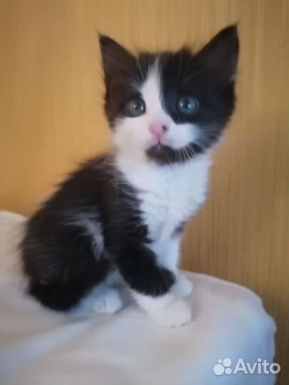 Бесплатно котёнок