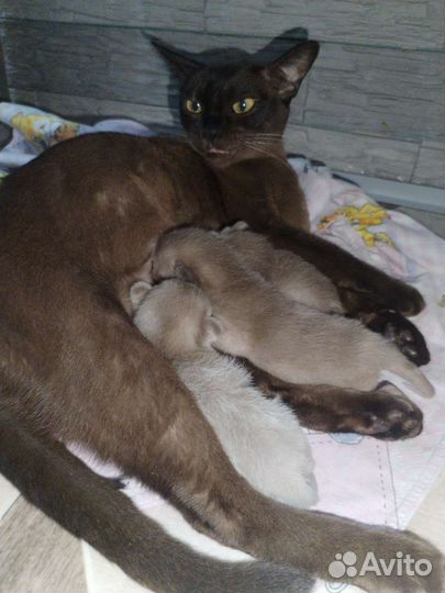 Бурманские котята