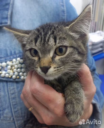 Котенок в добрые руки