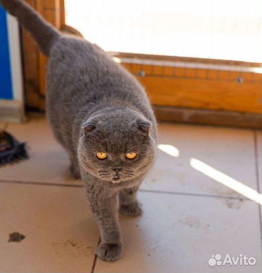 Шотландская вислоухая кот бесплатно