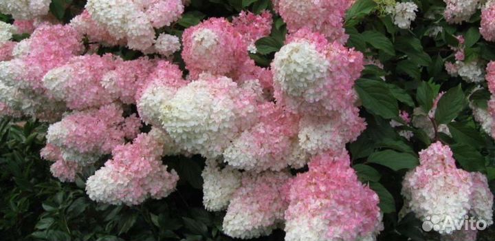 Ванилла Фрейз метельчатая гортензия