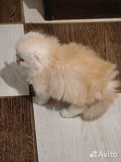 Шотландская