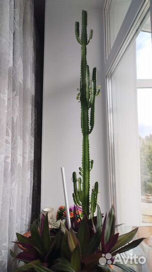 Комнатные цветы