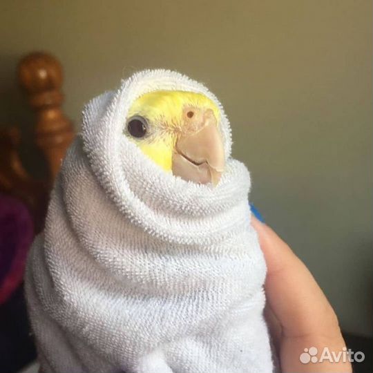 Зооняня, передержка, гостиница для питомца