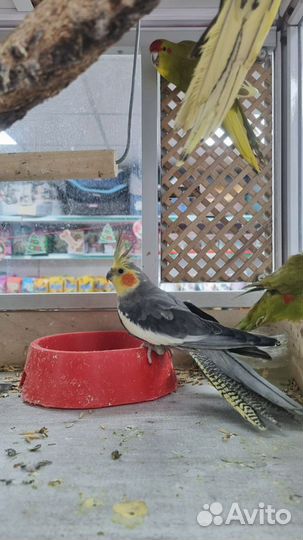 Попугай корелла самец