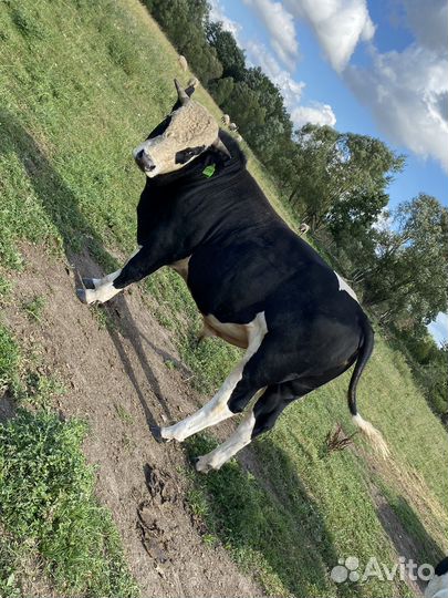 Быки на племя