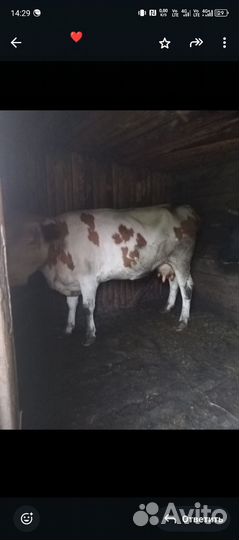 Корова дойная