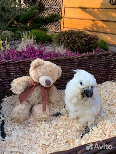 Птенцы попугая какаду альба абсолютно ручные