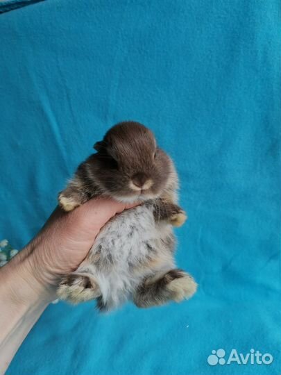 Карликовые крольчата