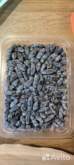 Жимолость замороженная