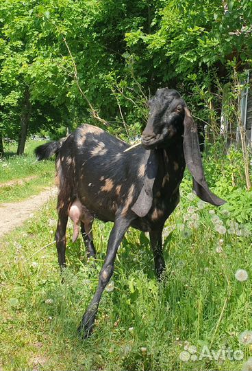 Дойная коза Камори