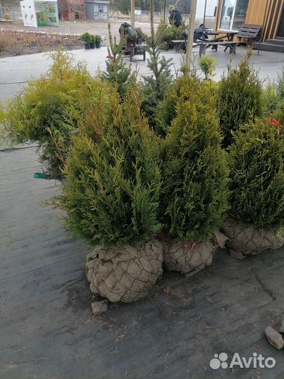 Туя Смарагд и другие сорта