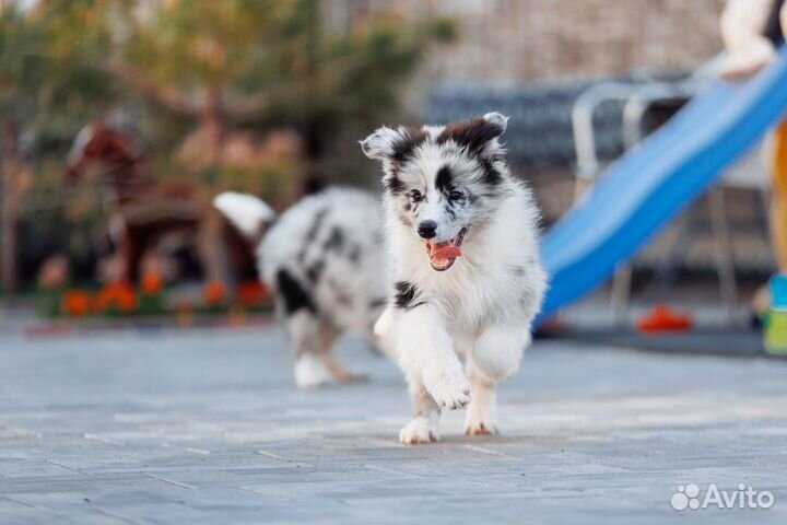 Щенки бордер колли