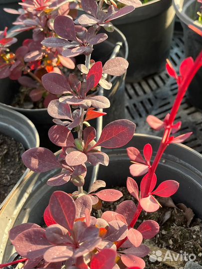 Барбарис тунберга