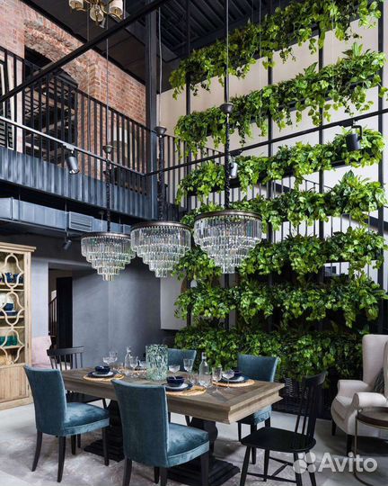 Фитостены, вертикальное озеленение, растения, от