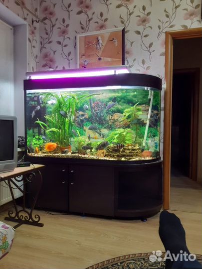 Аквариум для рыб