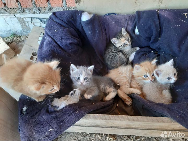 Кошки в добрые руки бесплатно