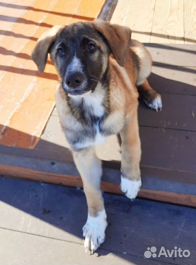 Отдам лучшую собаку, лучшему хозяину