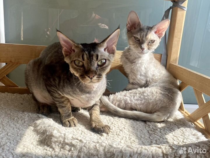 Девон-рекс на любой вкус