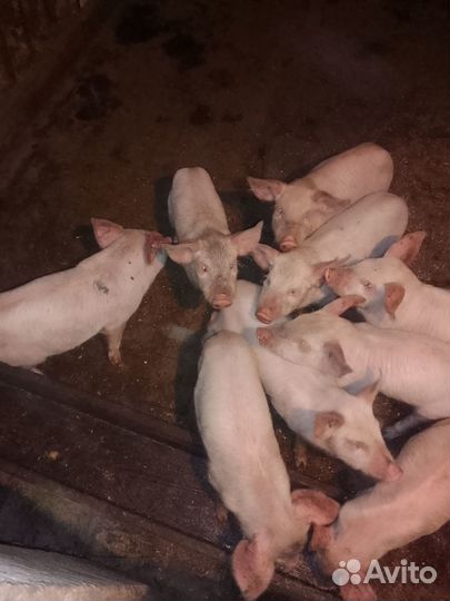 Поросята