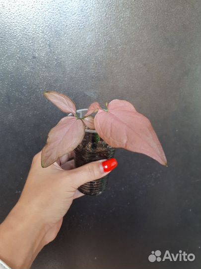 Сингониумы сортовые