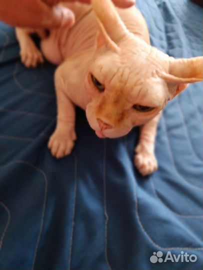 Канадский сфинкс бесплатно