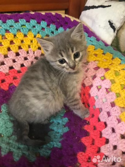 Котенок девочка 2 месяца