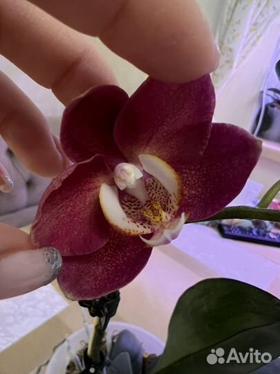 Орхидея Cobrion peliric Sonya