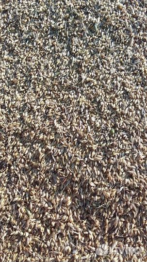 Продам ячмень