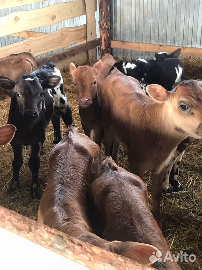 Телята доставка бесплатно