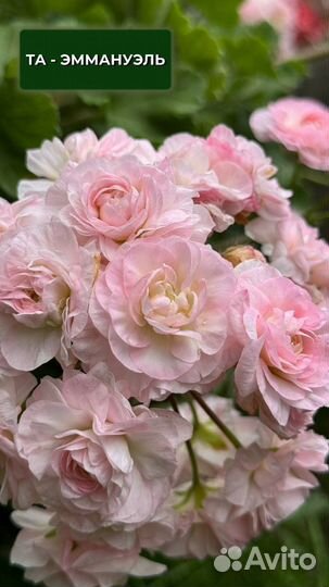 Пеларгонии сортовые