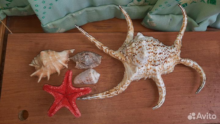 Ракушка раковина морская звезда