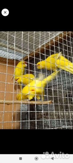 Кокарики и фишера