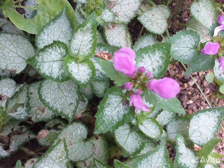 Почвопокровные