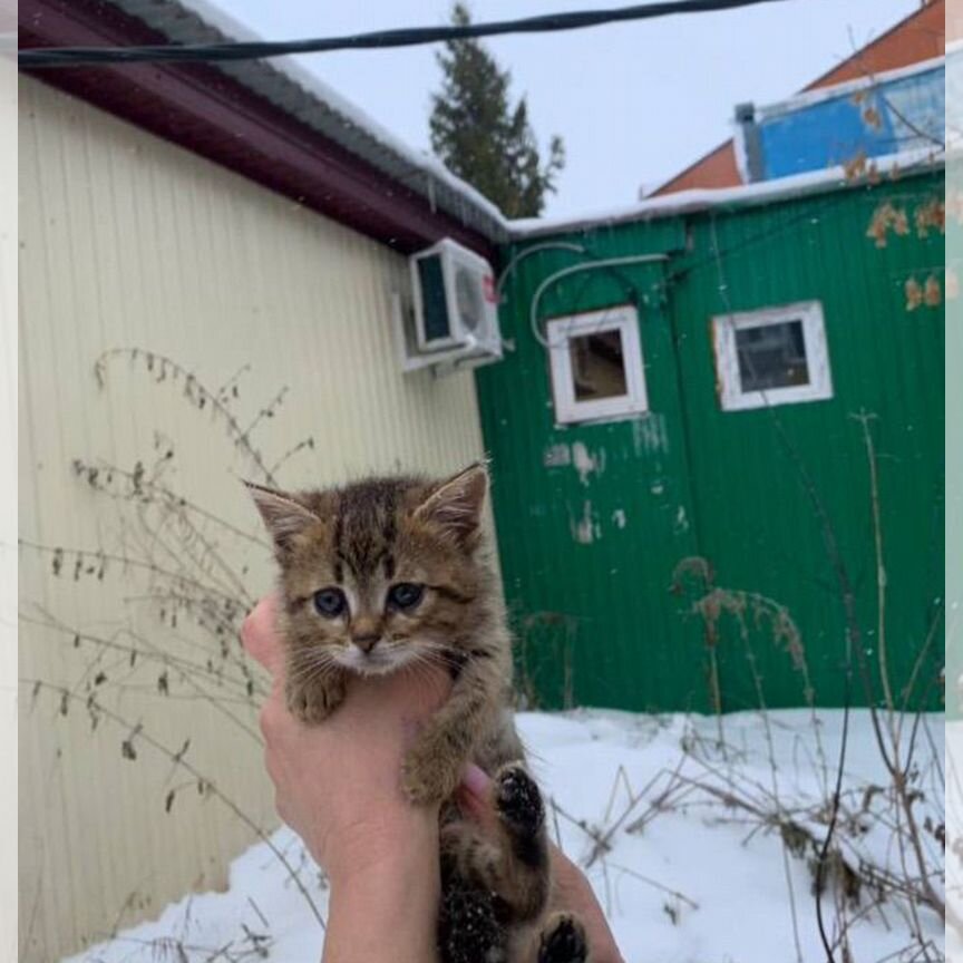 Котенок мальчик, возраст 1-2 месяца