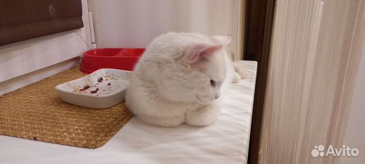 Люся в добрые руки