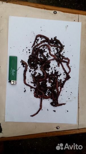 Черви 