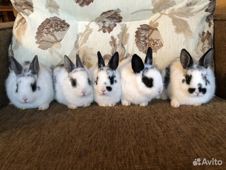 Карликовая бабочка декоративный кролик