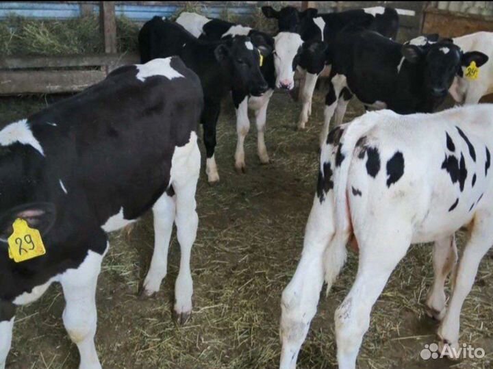 Бычки телочки