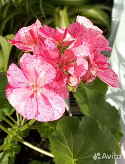 Пеларгония герань