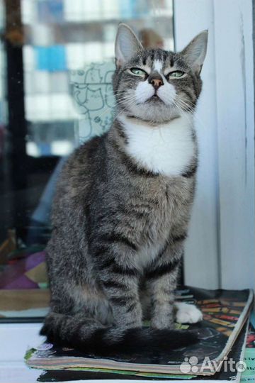 Кошка Чоко в дар