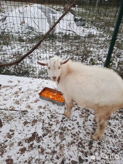 Козел зааненский