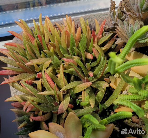 Суккулент. Крассула Шмидта