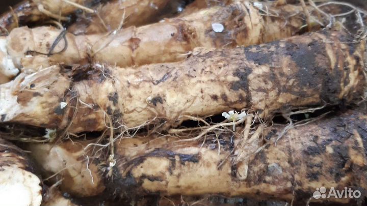 Корень хрена