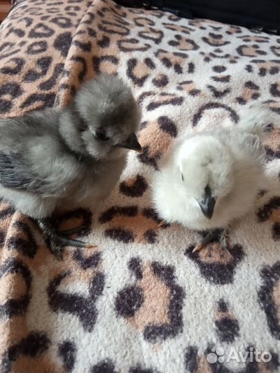 Породные куры