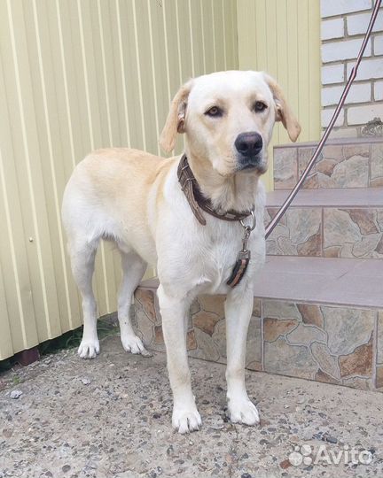 Лабрадор (вязка)