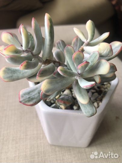 Cotyledon orbiculata cv variegated