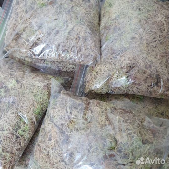 Мох сфагнум живой