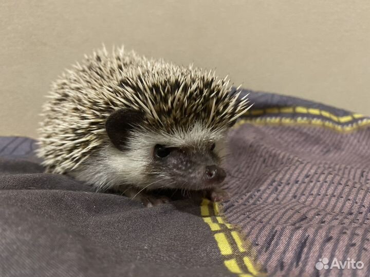 Африканский карликовый еж ищет невесту
