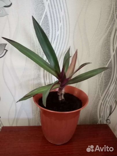 Цветок Рео Экзотический